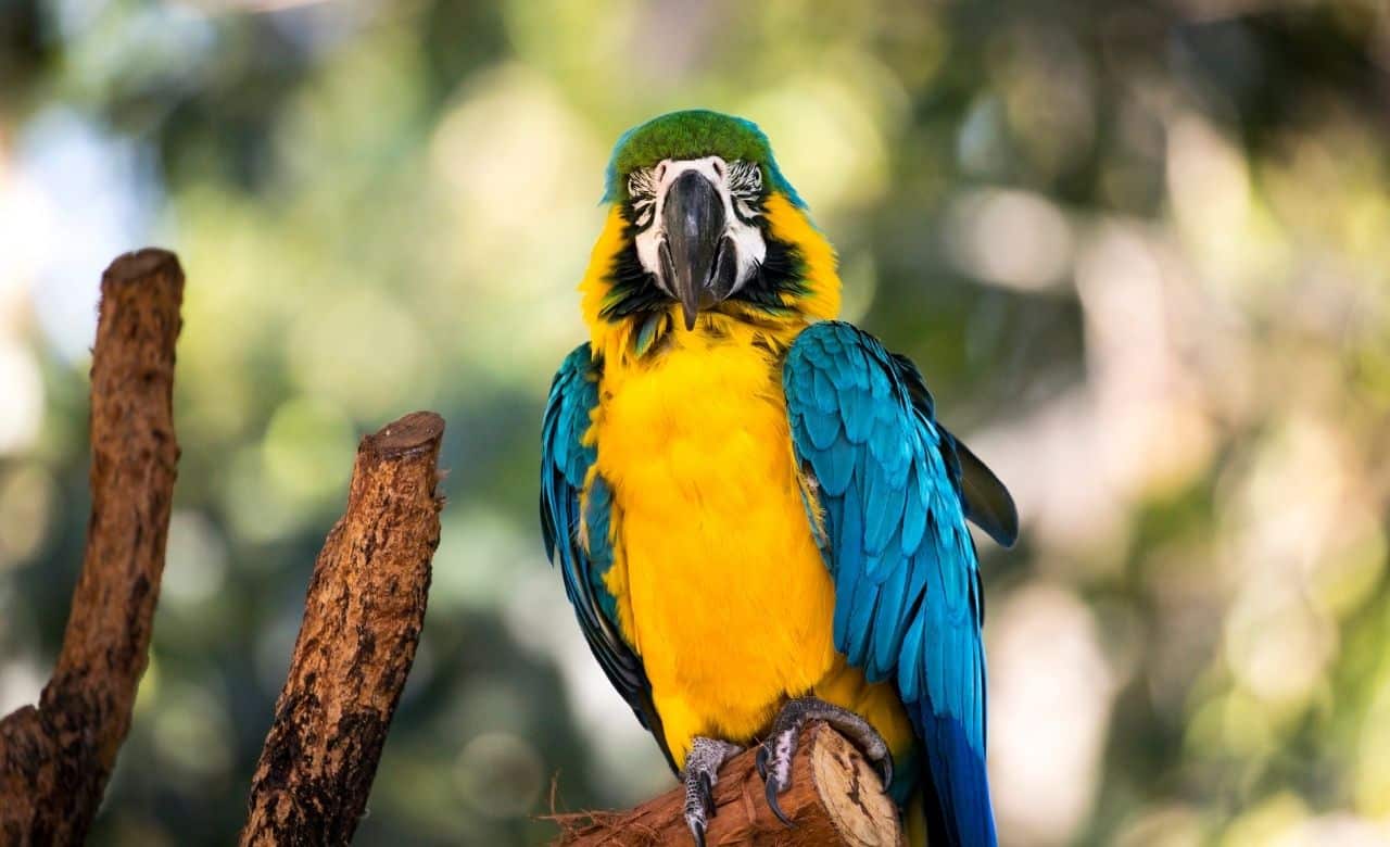Supporting Wildlife Conservation